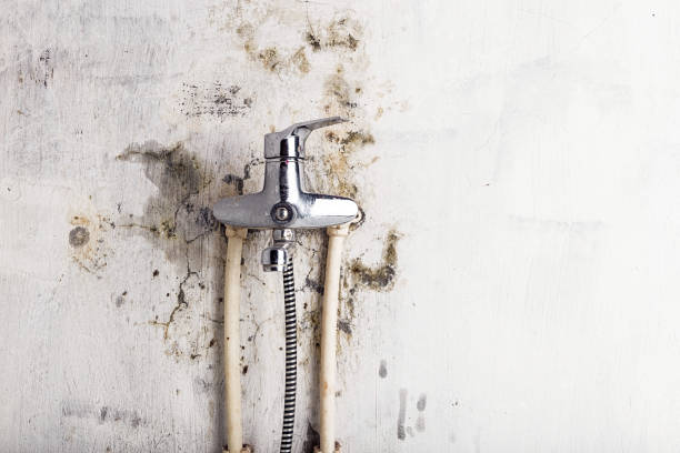 Best Professional Mold Removal  in Greenbrier, AR
