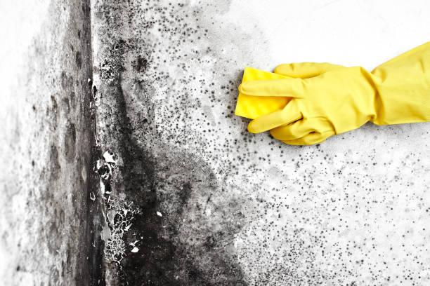 Best Certified Mold Removal  in Greenbrier, AR