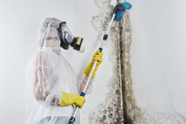 Attic Mold Removal in Greenbrier, AR