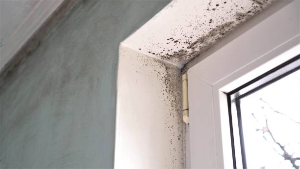 Best Mold Testing  in Greenbrier, AR