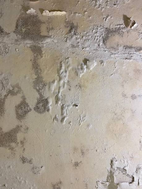 Best Black Mold Removal  in Greenbrier, AR
