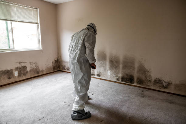 Mold Removal and Inspection in Greenbrier, AR