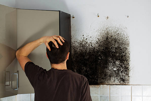 Best Affordable Mold Removal  in Greenbrier, AR