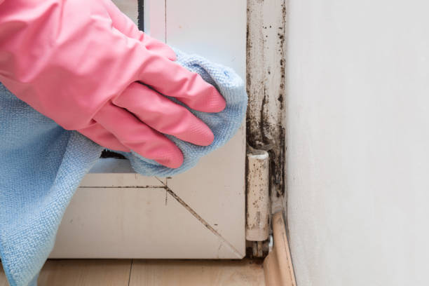 Best Commercial Mold Removal  in Greenbrier, AR