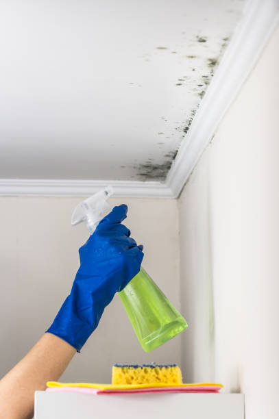 Best Attic Mold Removal  in Greenbrier, AR
